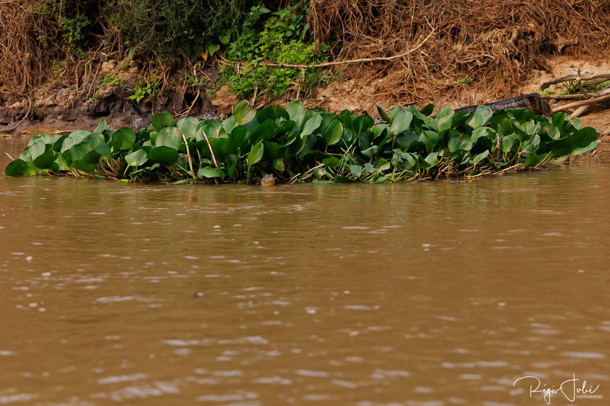 Pantanal - Mammifères et reptiles