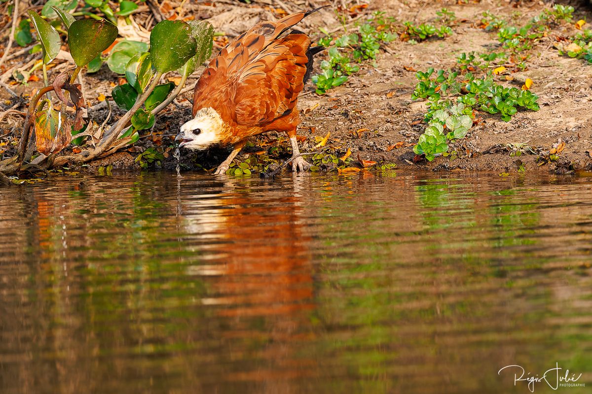 Pantanal : Les oiseaux aquatiques