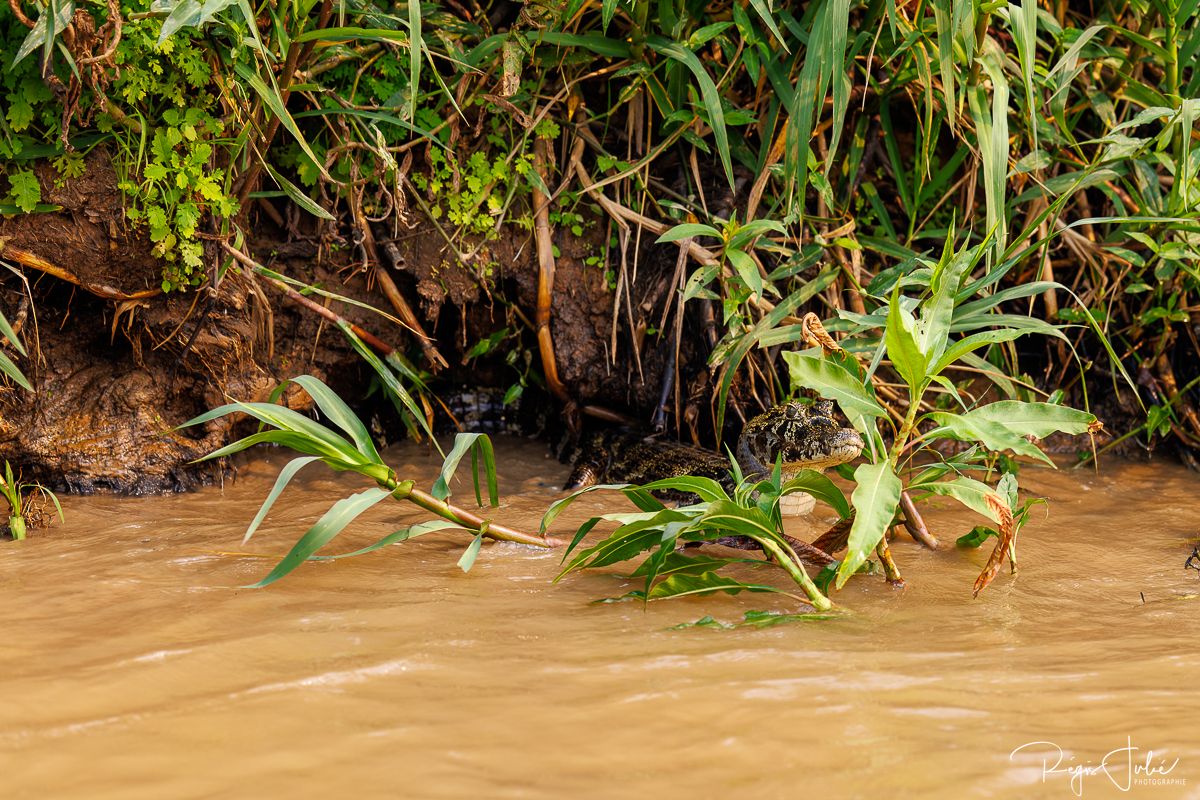 Pantanal - Mammifères et reptiles