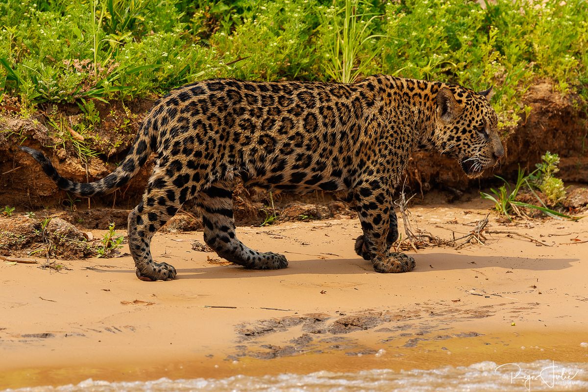 Pantanal - Le jaguar