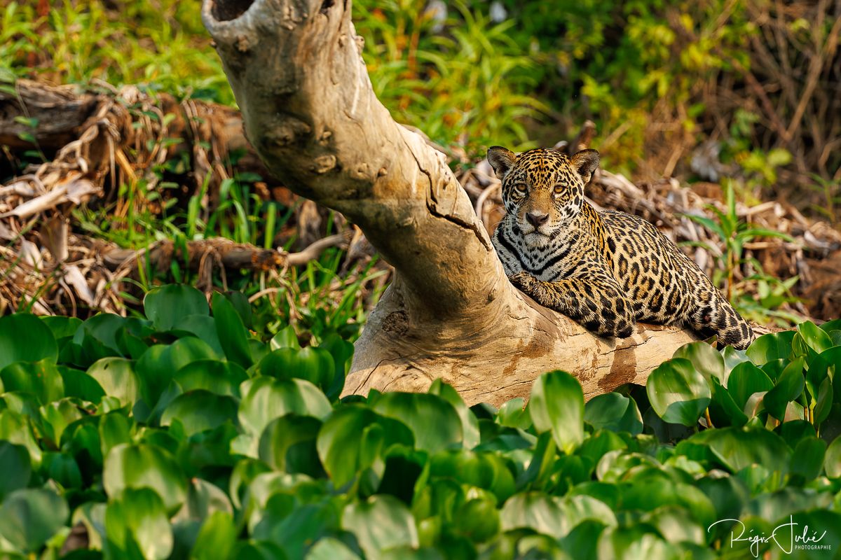 Pantanal - Le jaguar