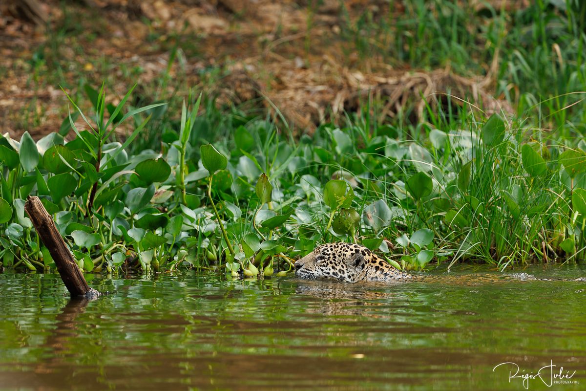 Pantanal - Le jaguar