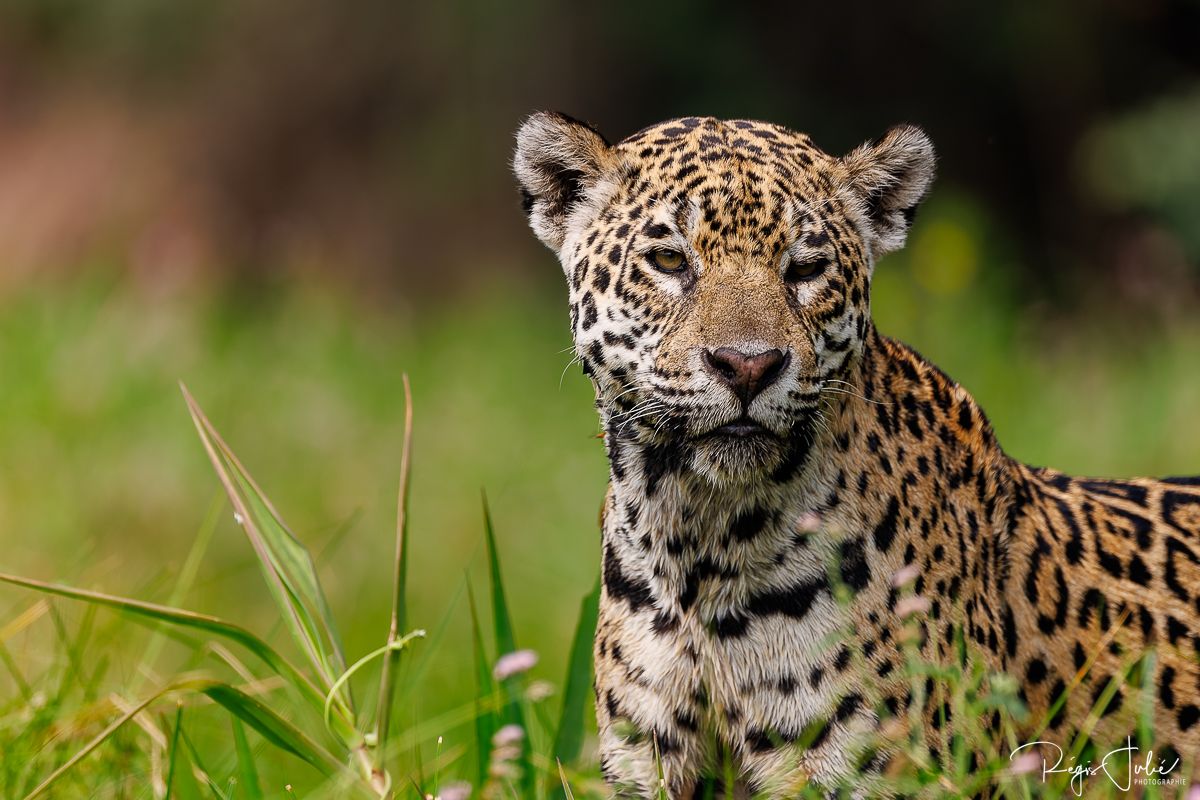 Pantanal - Le jaguar