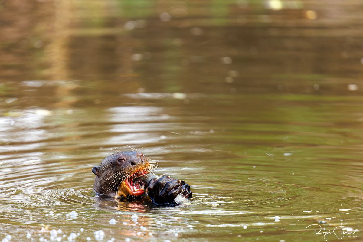 Pantanal - Les loutres géantes