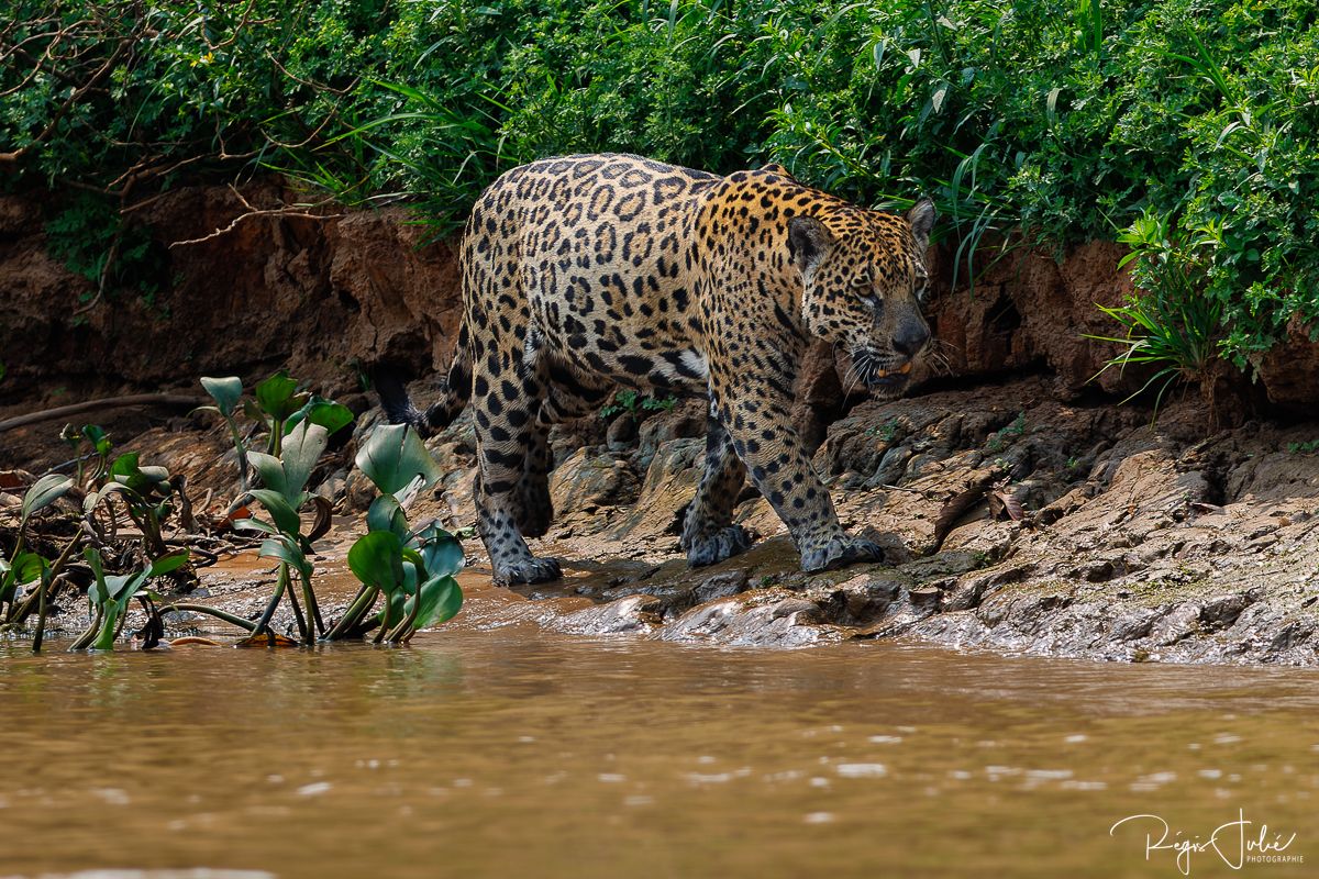 Pantanal - Le jaguar