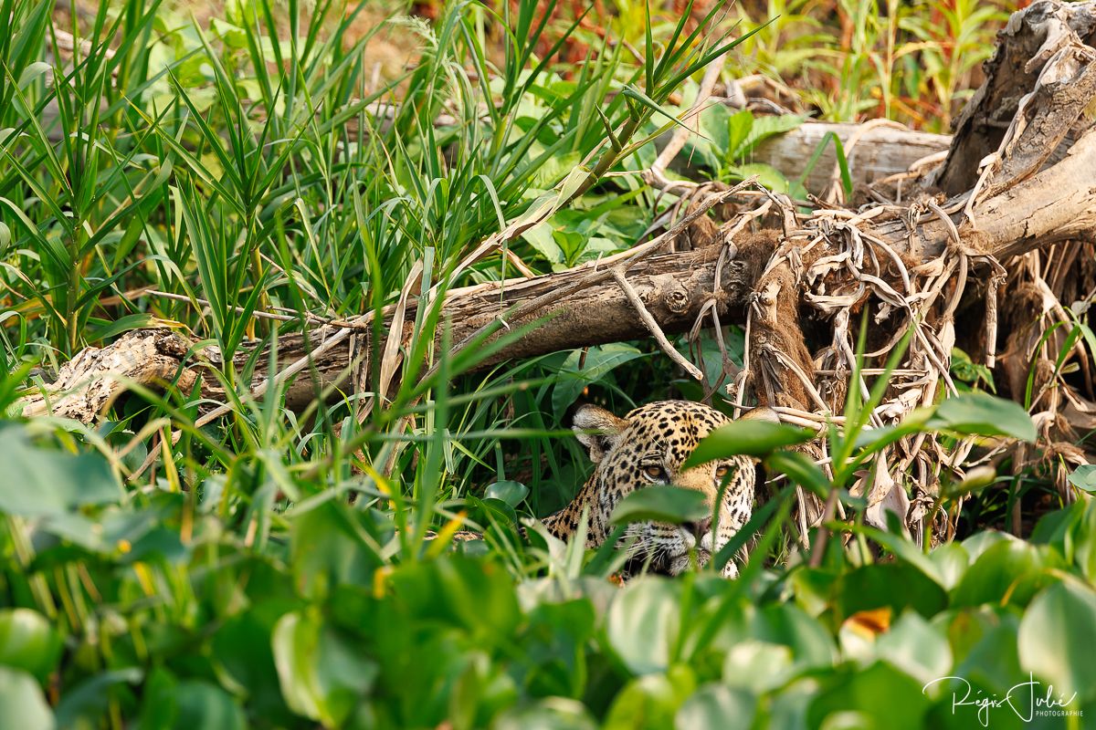 Pantanal - Le jaguar