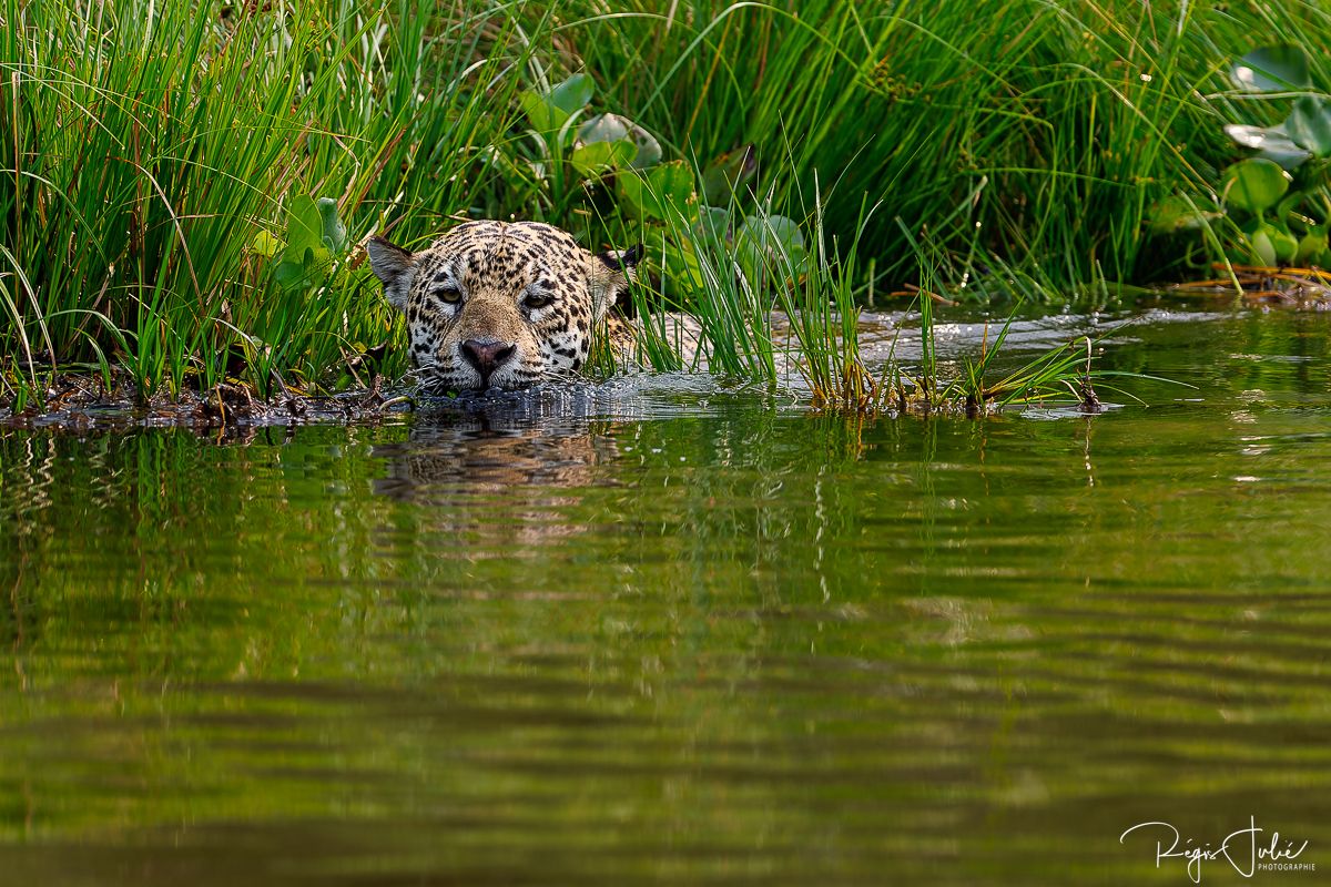 Pantanal - Le jaguar