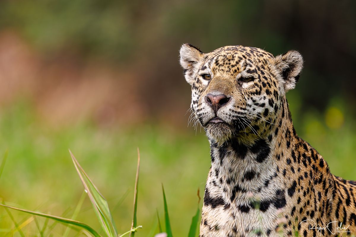 Pantanal - Le jaguar