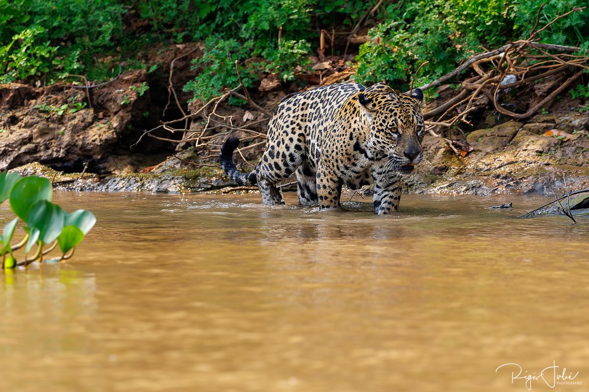 Pantanal - Le jaguar