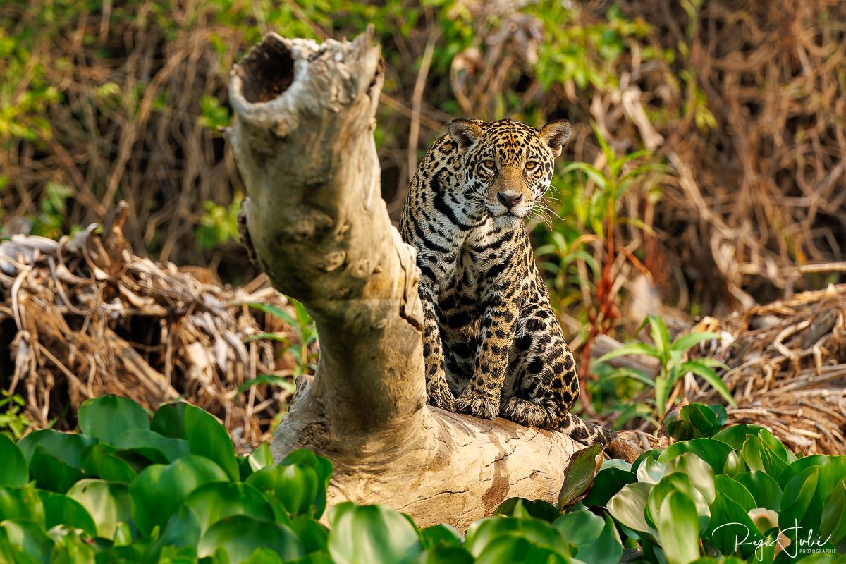 Pantanal - Le jaguar