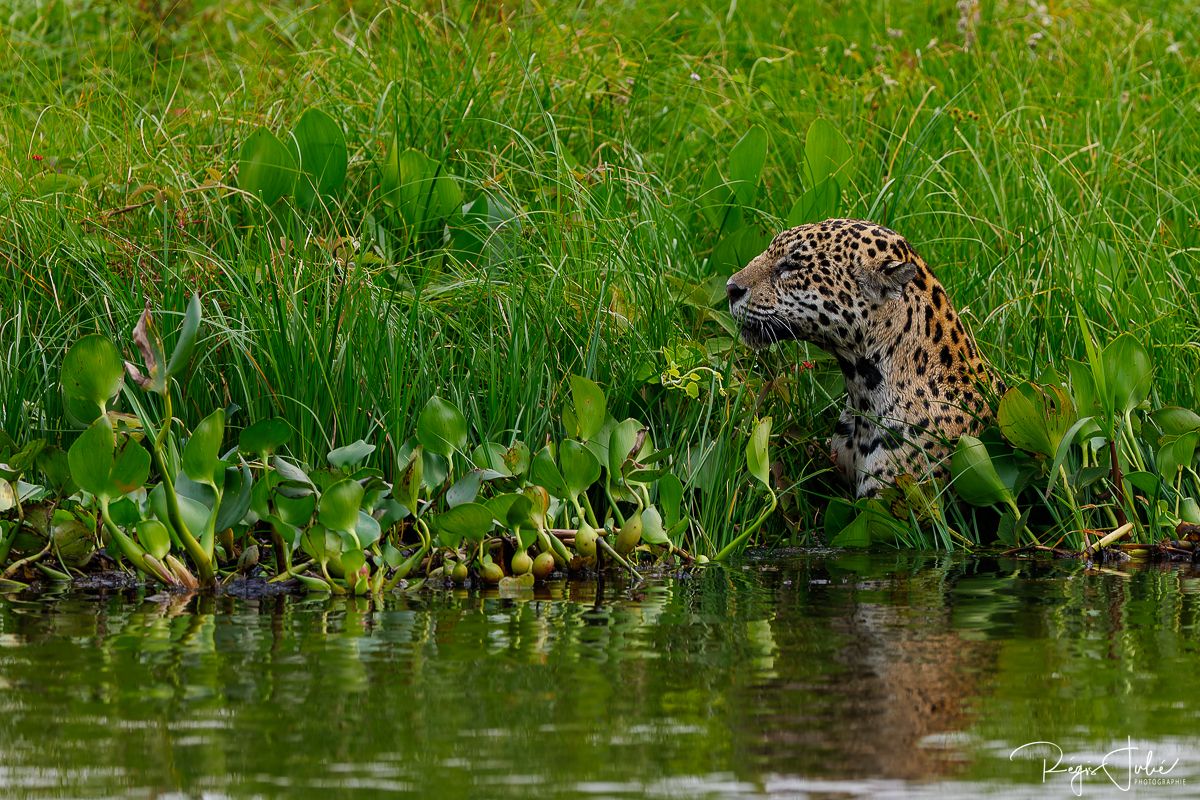 Pantanal - Le jaguar