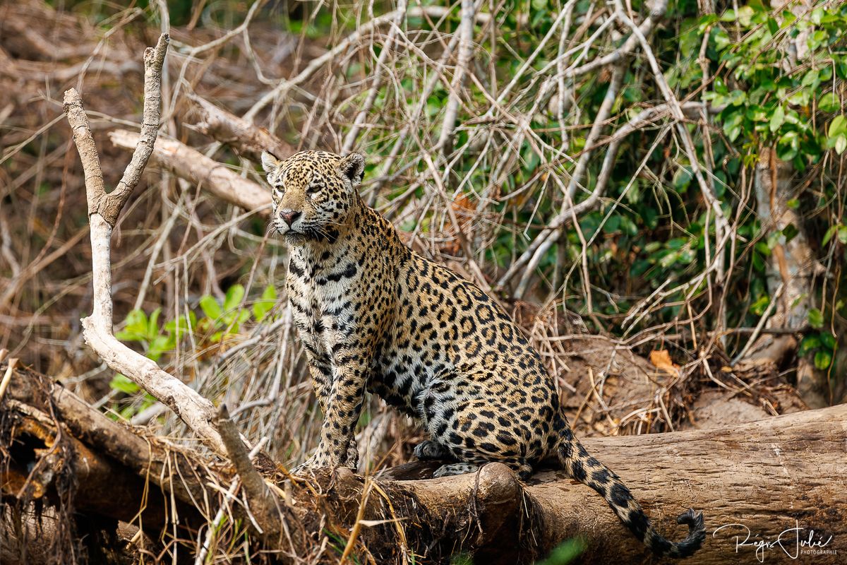 Pantanal - Le jaguar