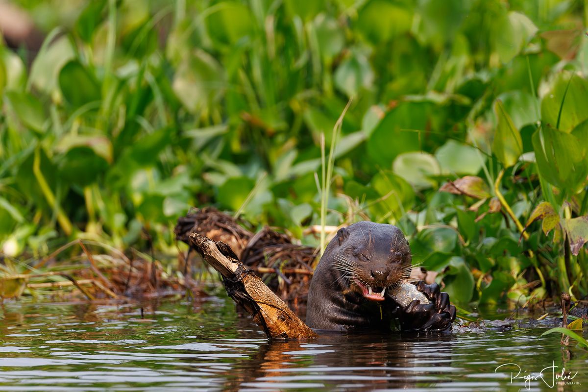 Pantanal - Les loutres géantes