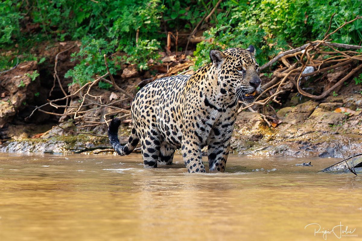 Pantanal - Le jaguar