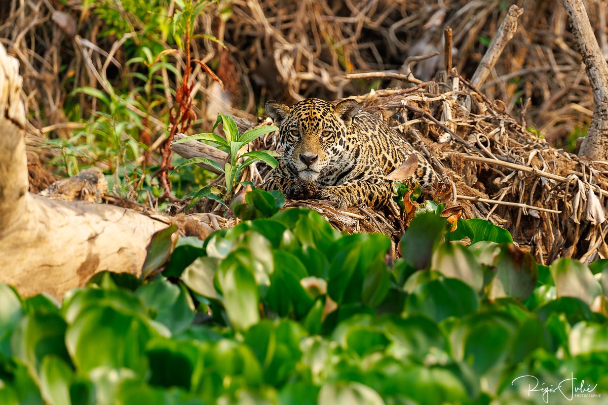 Pantanal - Le jaguar