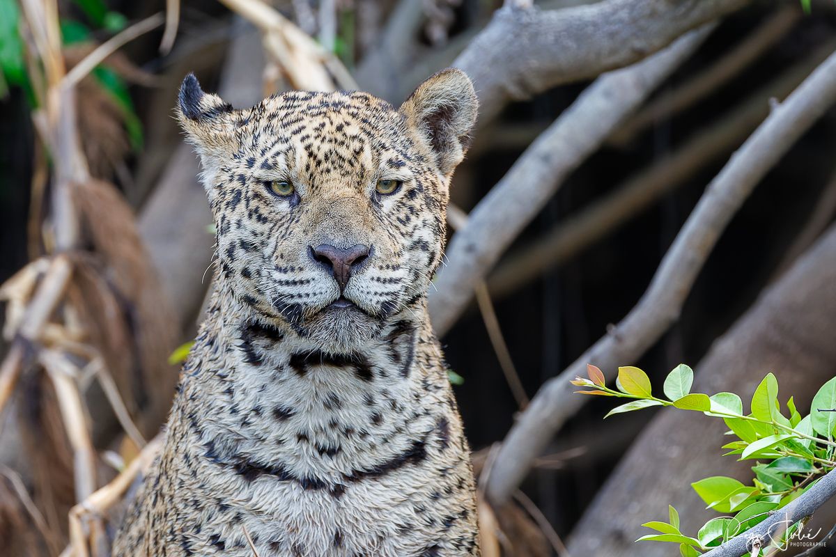 Pantanal - Le jaguar