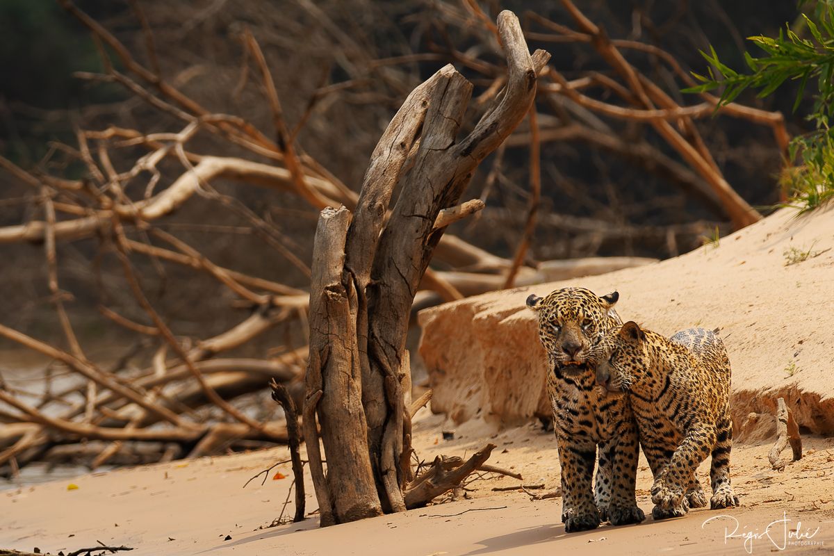 Pantanal - Le jaguar