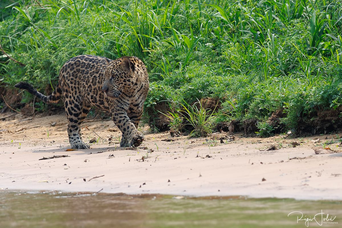 Pantanal - Le jaguar