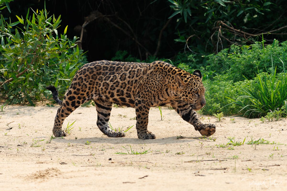 Pantanal - Le jaguar