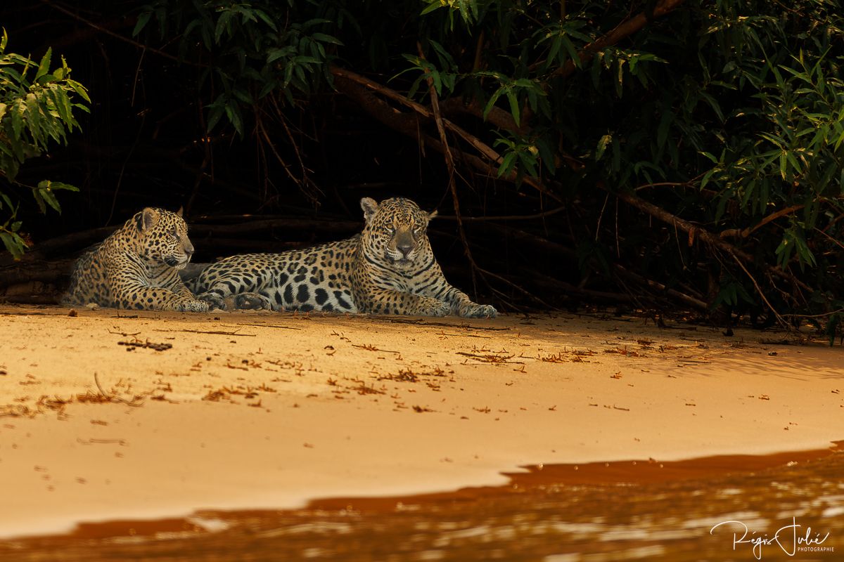 Pantanal - Le jaguar