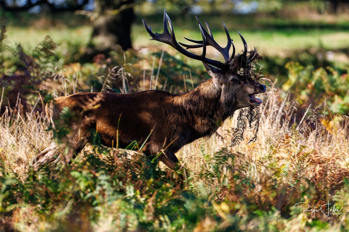 Richmond Park : Le brame