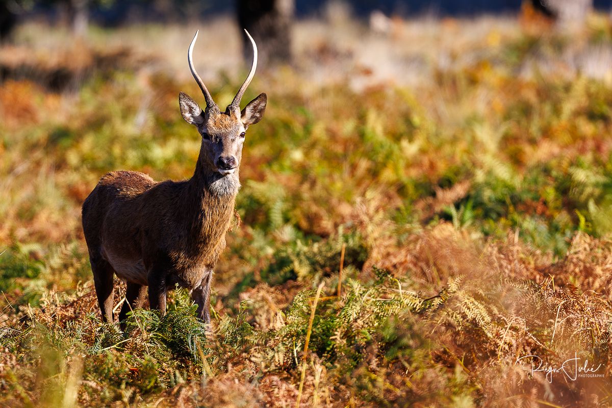 Richmond Park : Le brame