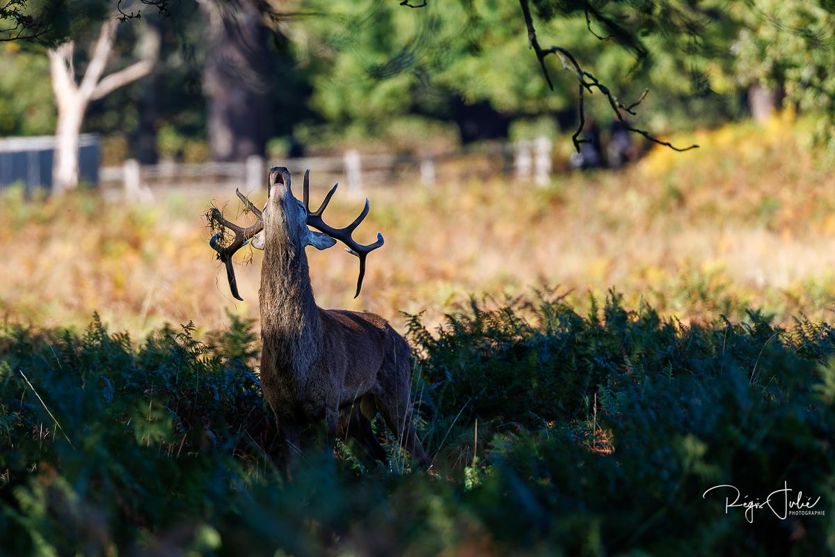 Richmond Park : Le brame