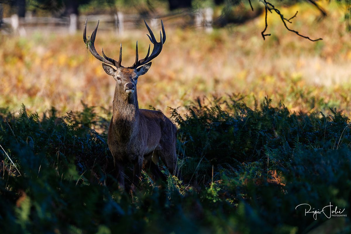 Richmond Park : Le brame