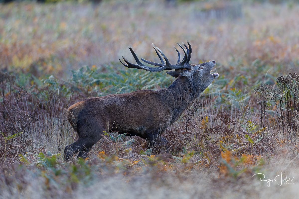 Richmond Park : Le brame