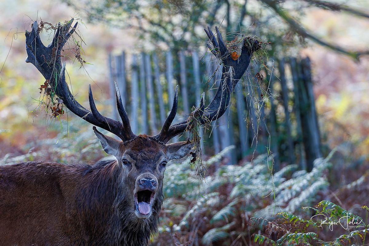 Richmond Park : Le brame