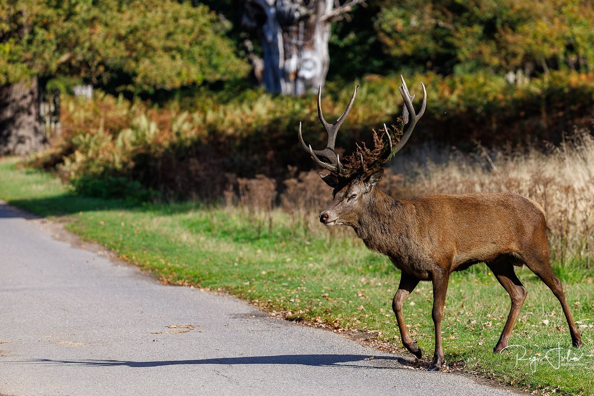 Richmond Park : Le brame