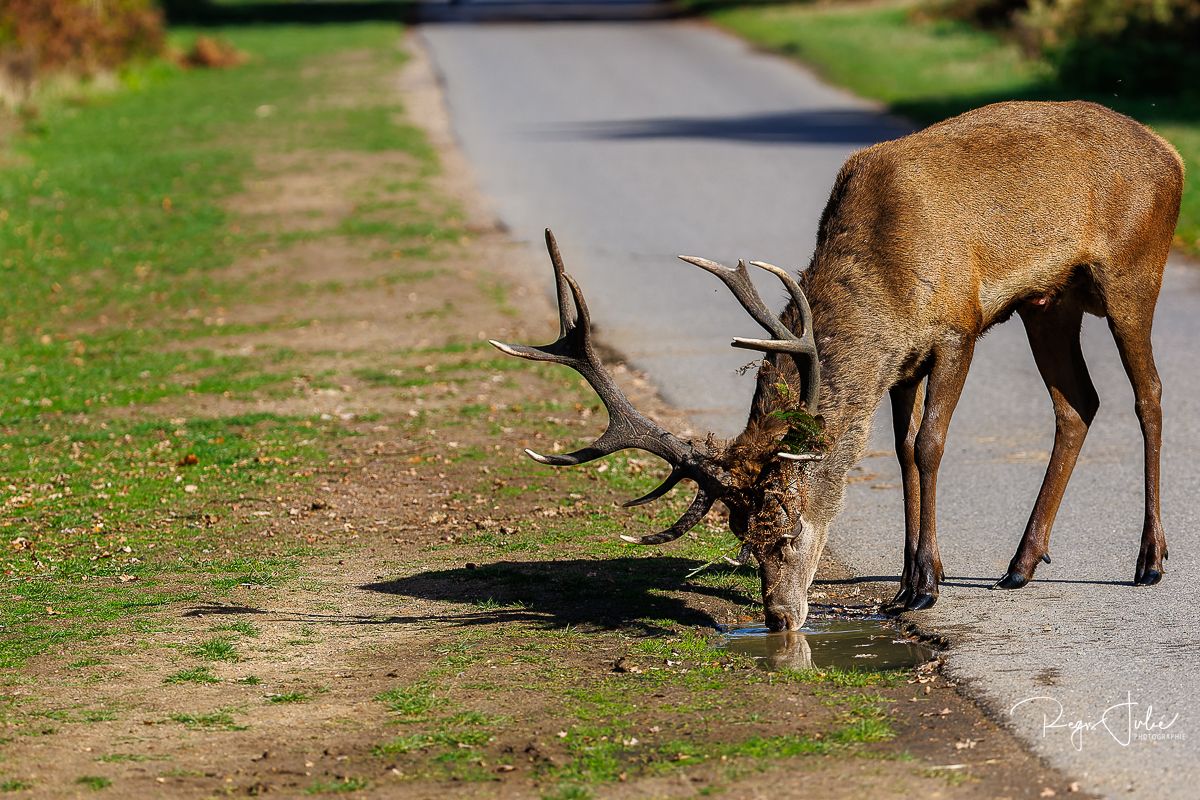 Richmond Park : Le brame