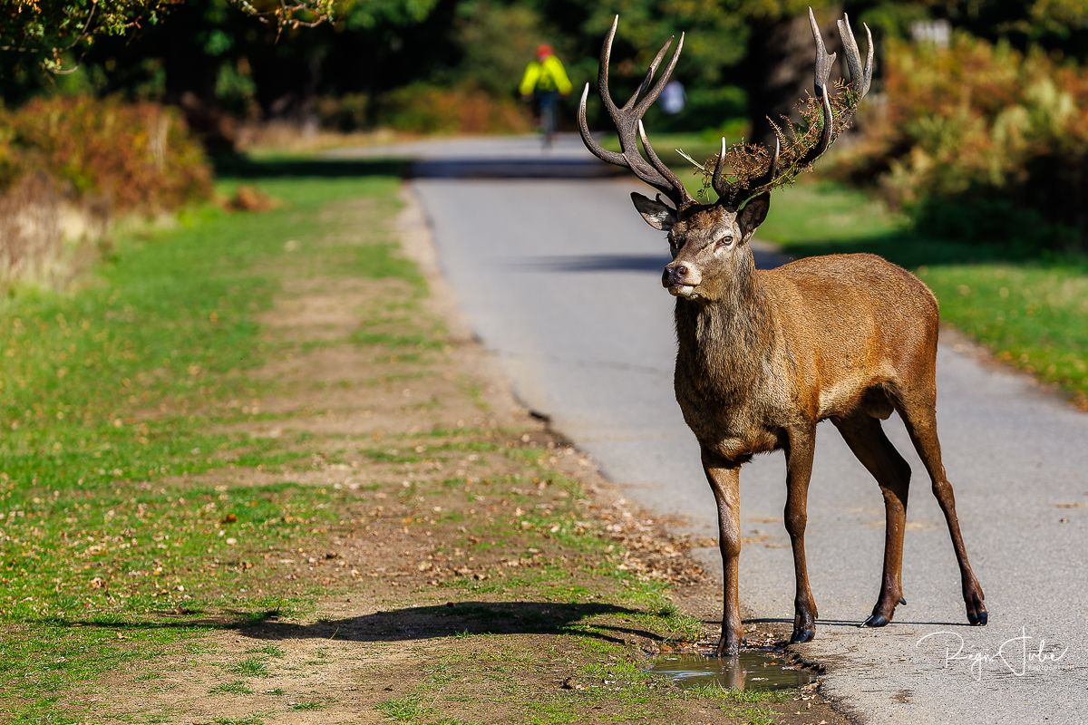 Richmond Park : Le brame