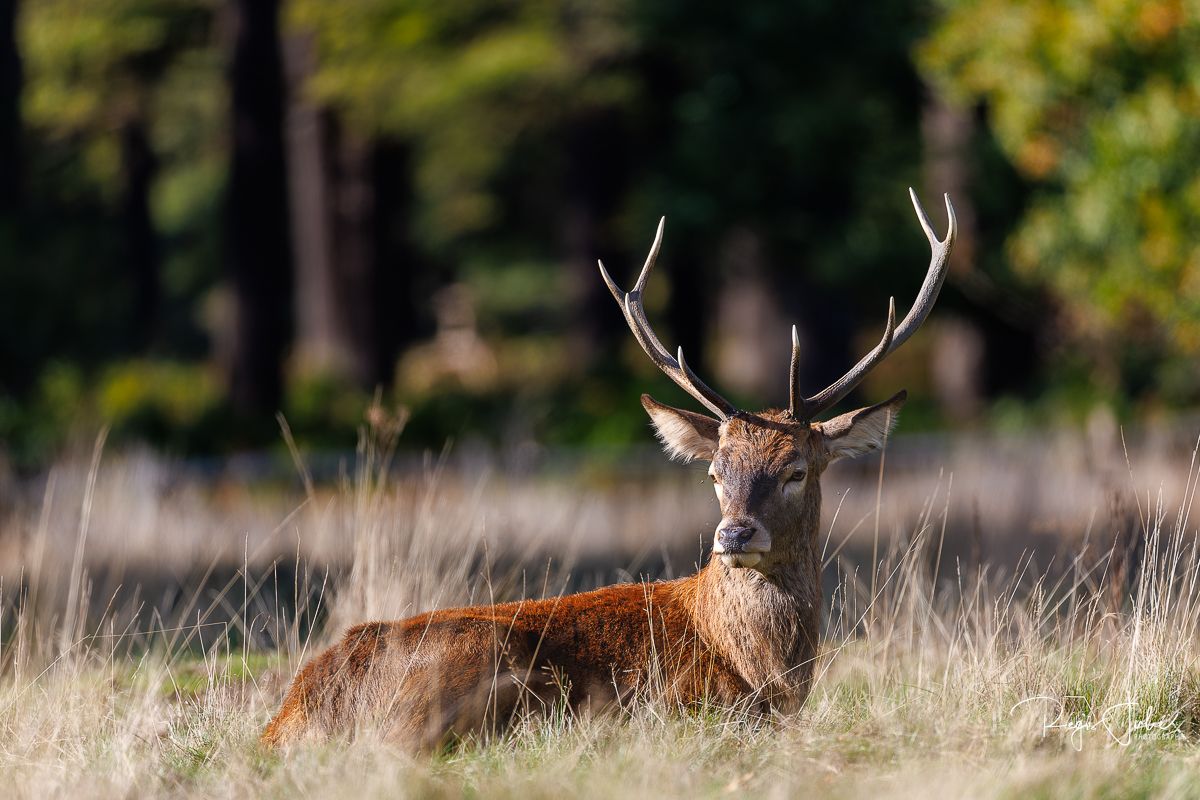 Richmond Park : Le brame