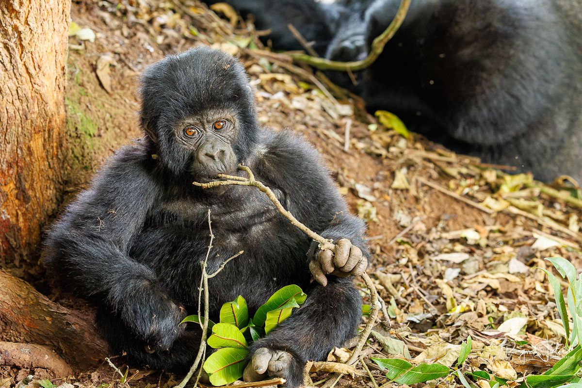 Ouganda : Les gorilles