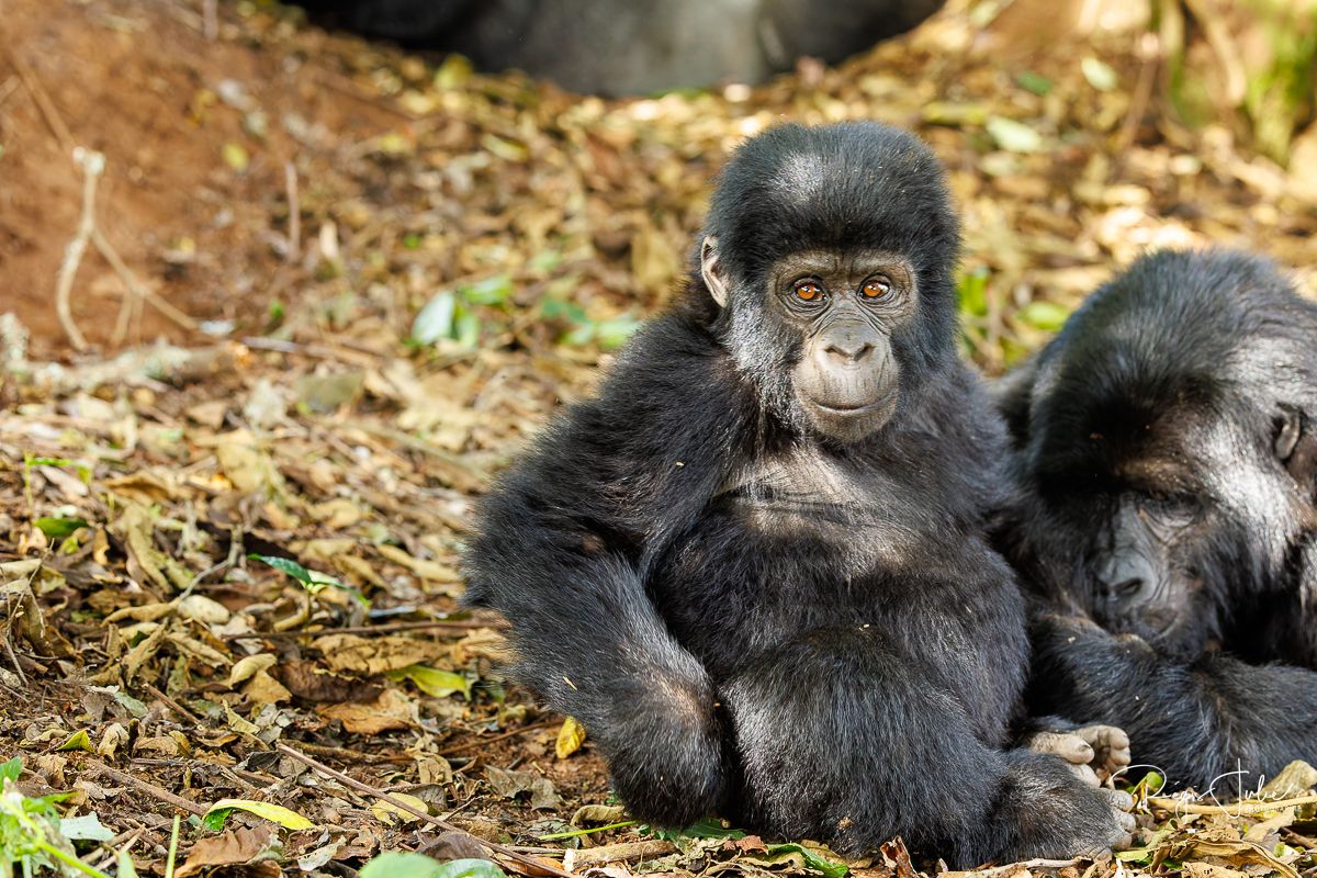 Ouganda : Les gorilles