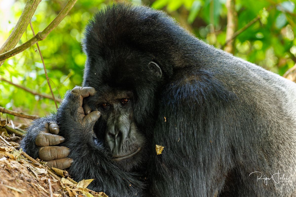 Ouganda : Les gorilles