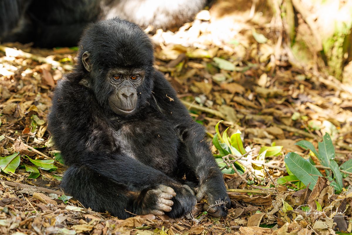 Ouganda : Les gorilles