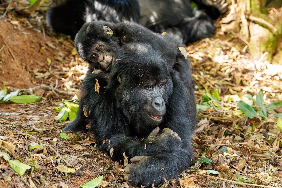 Ouganda : Les gorilles