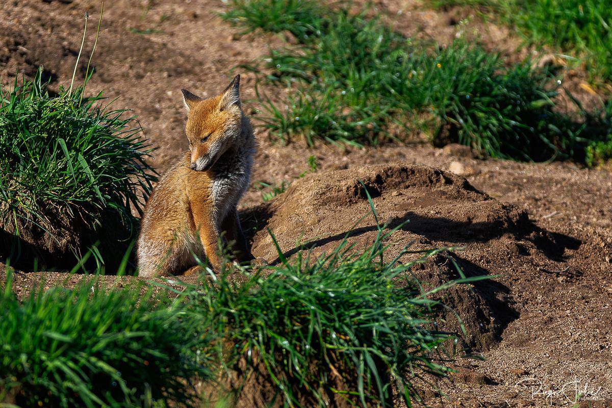 Plateau de Millevaches - Renard