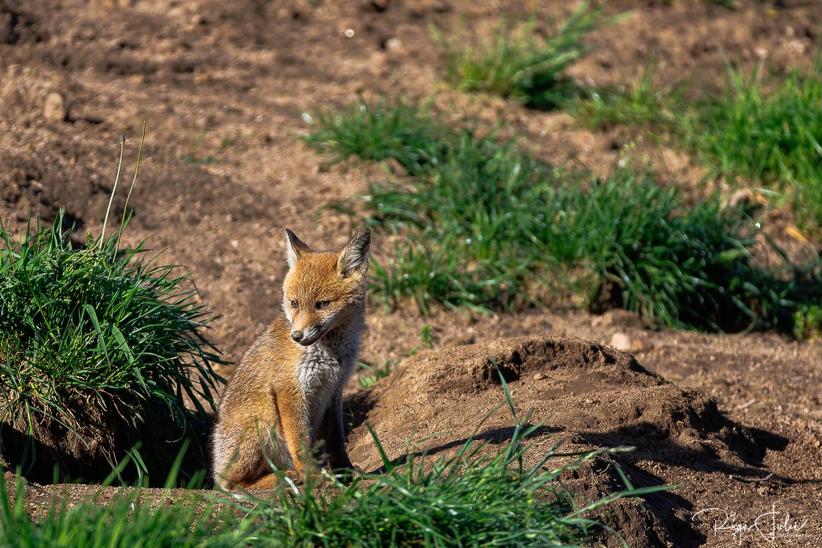 Plateau de Millevaches - Renard