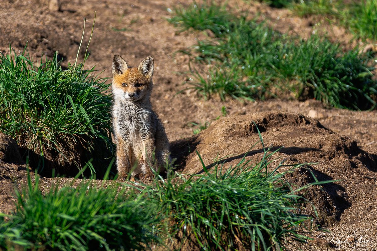 Plateau de Millevaches - Renard