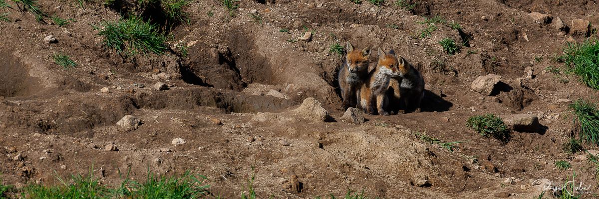 Plateau de Millevaches - Renard