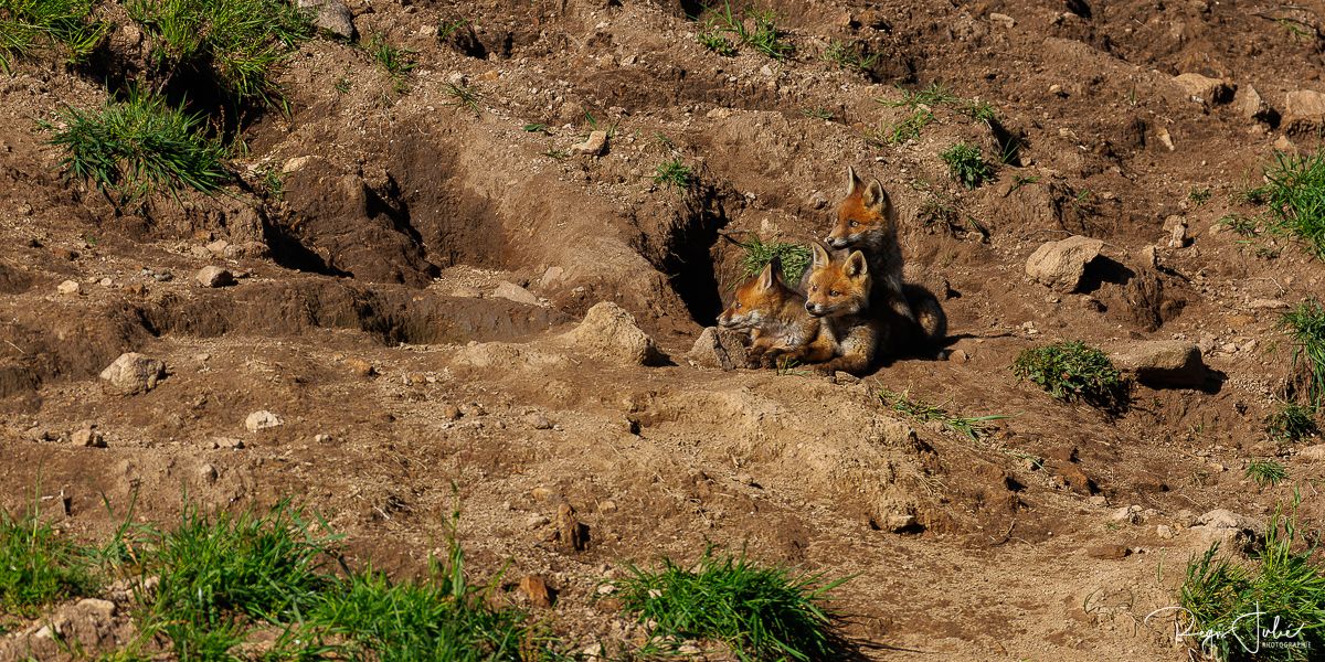 Plateau de Millevaches - Renard