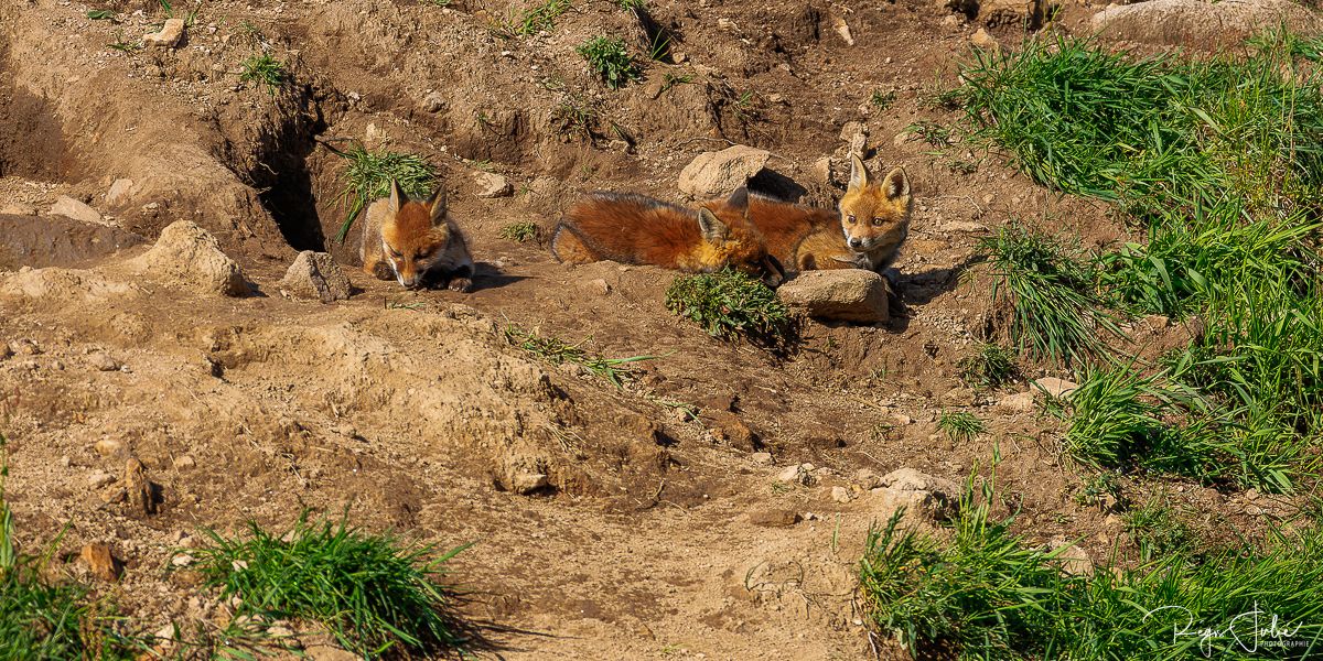 Plateau de Millevaches - Renard