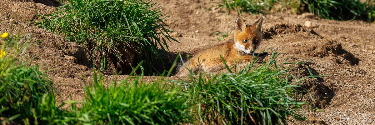 Plateau de Millevaches - Renard