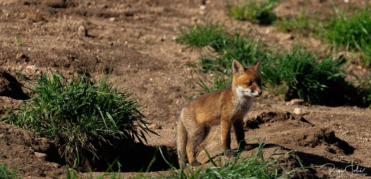 Plateau de Millevaches - Renard