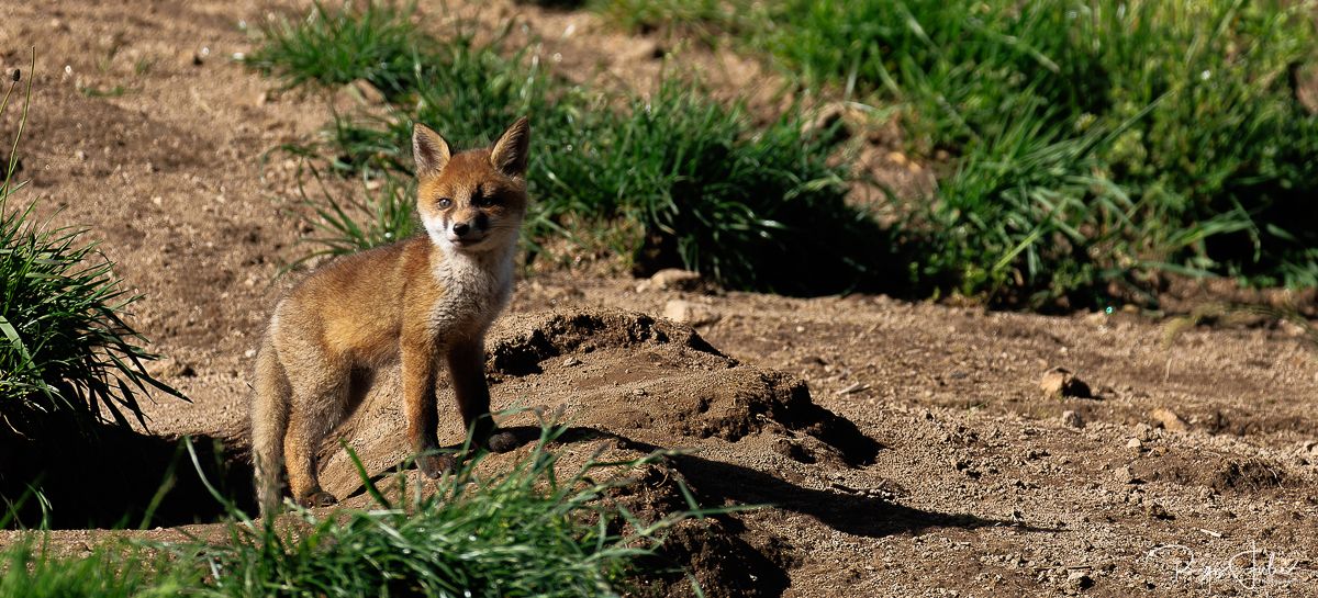 Plateau de Millevaches - Renard