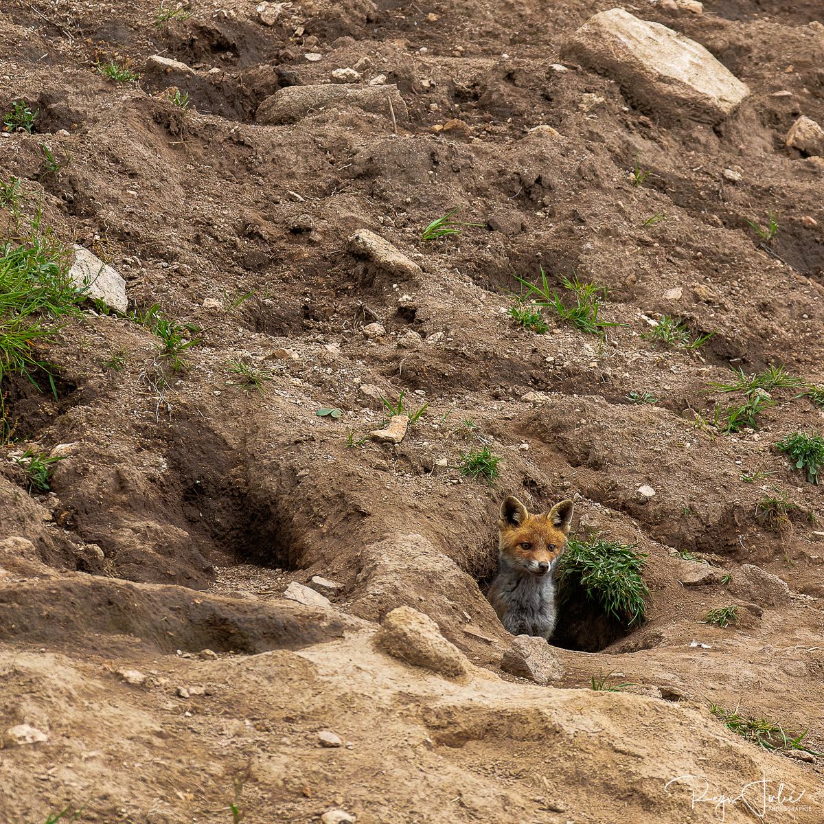 Plateau de Millevaches - Renard