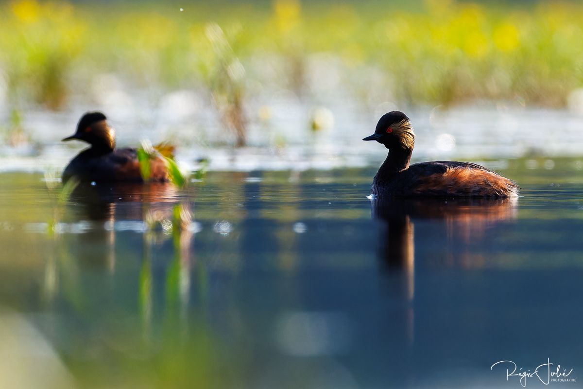 Dombes : Paradis des oiseaux